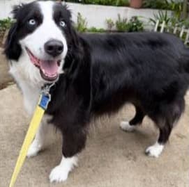 Astro the Australian Shepherd outdoors